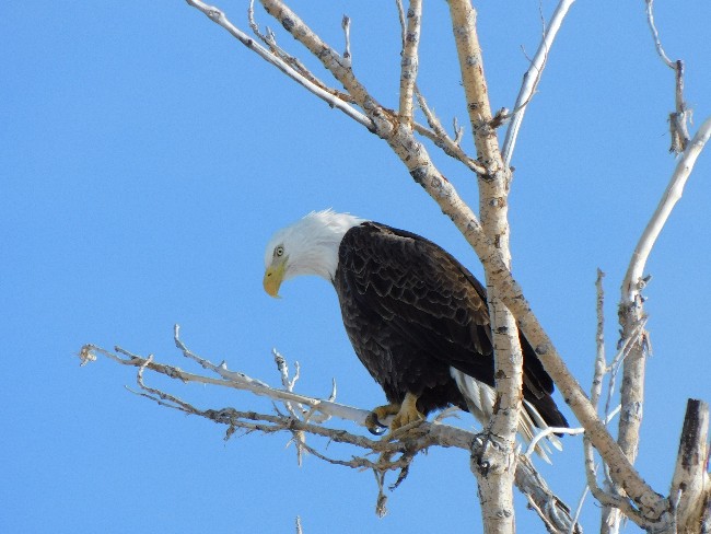 bald eagle